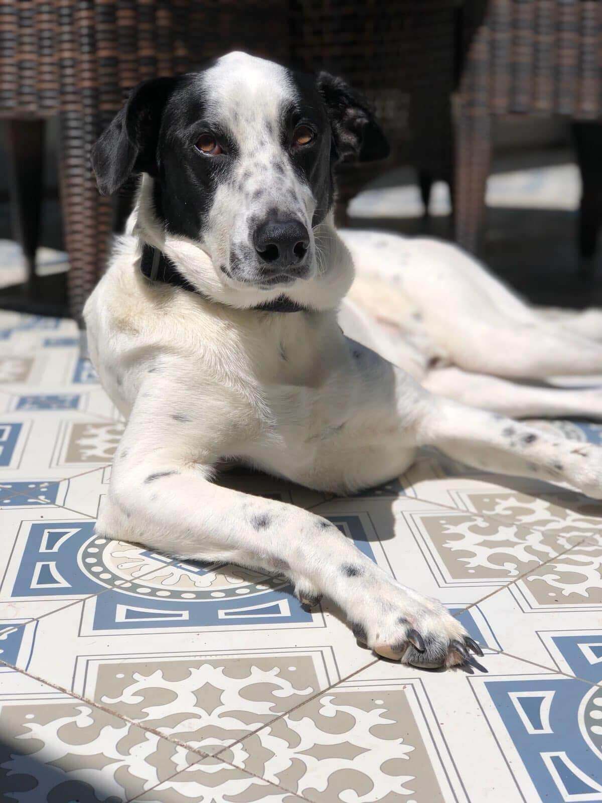 Buddy8